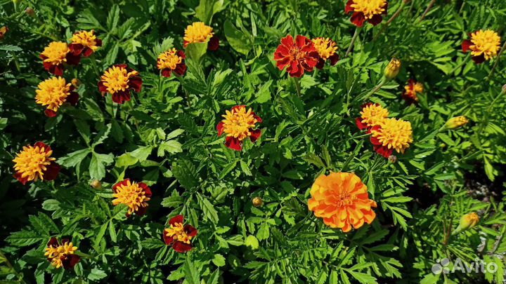 Рассада и семена бархатцы