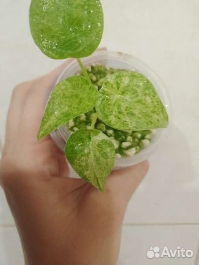 Алоказия кукулата белый вар