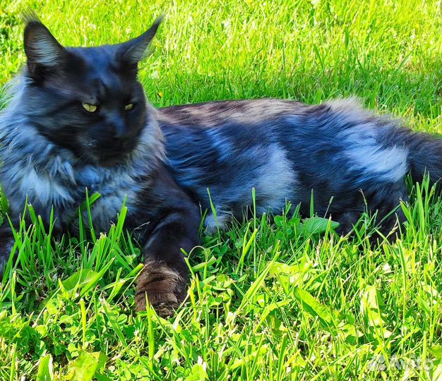 Вязка мейн-кун