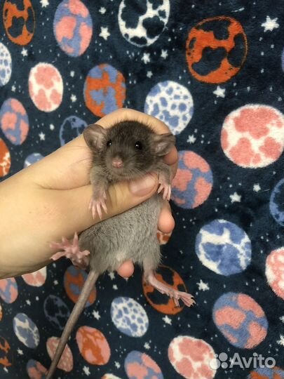 Декоративные крысы