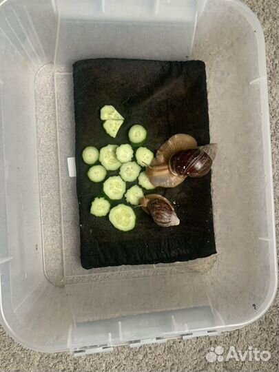 Улитки Ахатины