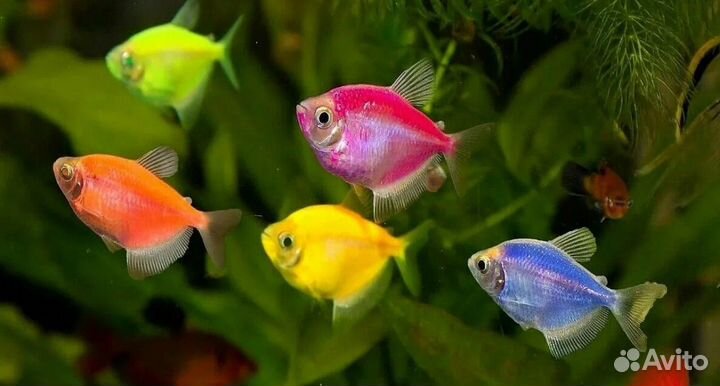 Аквариум (со всем содержимым)