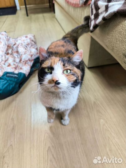 Кошка Булка