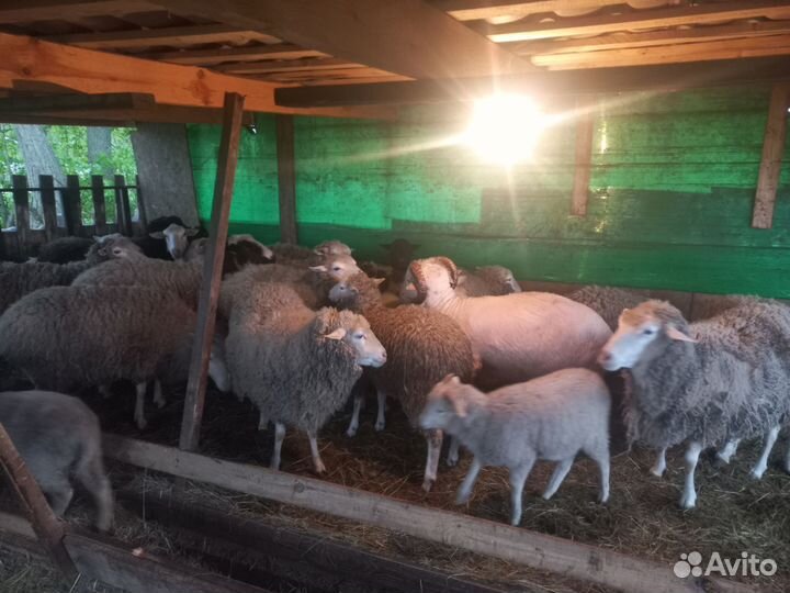 Овцы и бараны