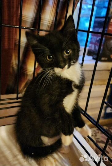 Котёнок черно-белый 2 месяца