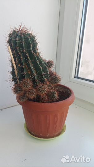 Кактус детки