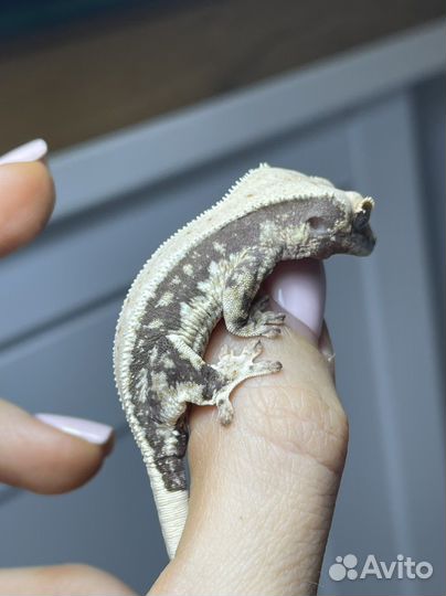 Бананоед реснитчатый Lillywhite