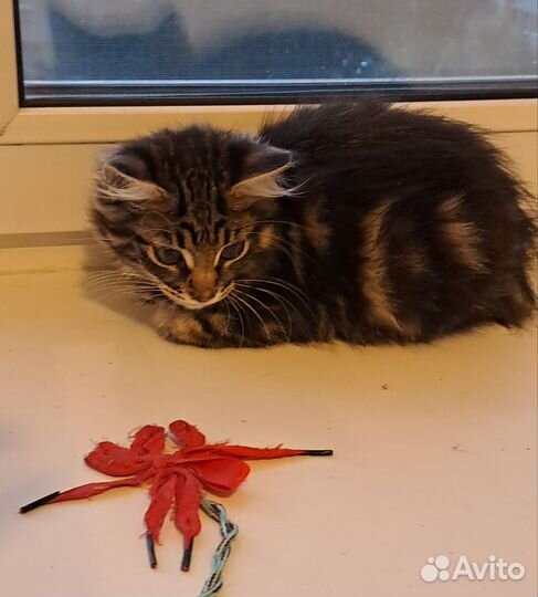 Котенок мальчик 3 месяца