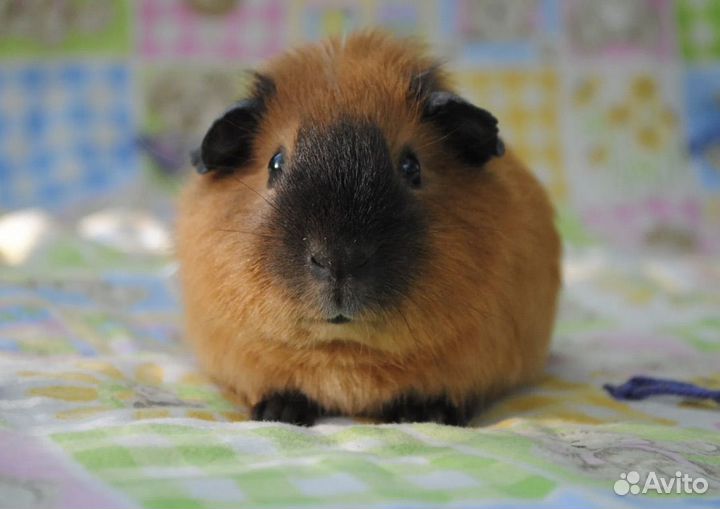 Морские свинки Калифорния