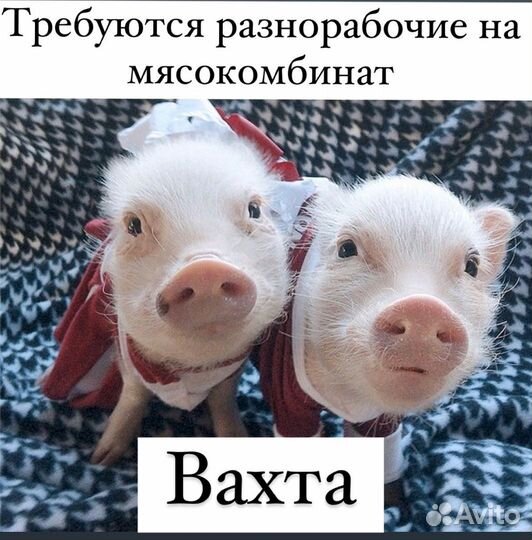 Разнорабочий мясокомбинат вахта