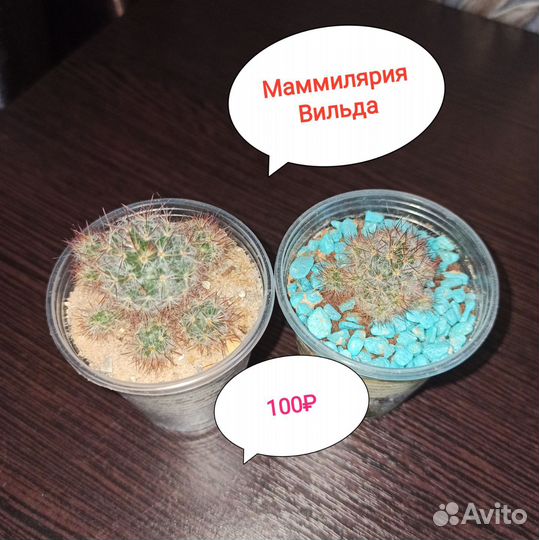 Суккуленты флорариум