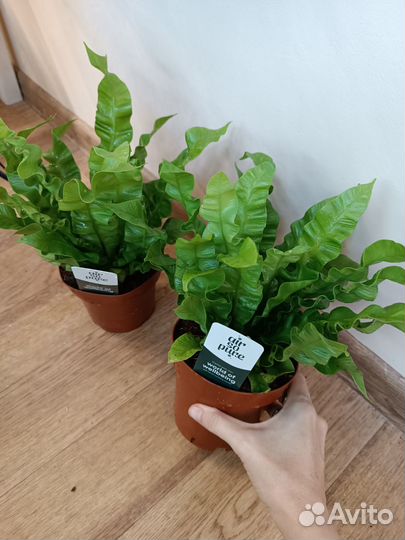 Папоротник Асплениум Криспи Вейв