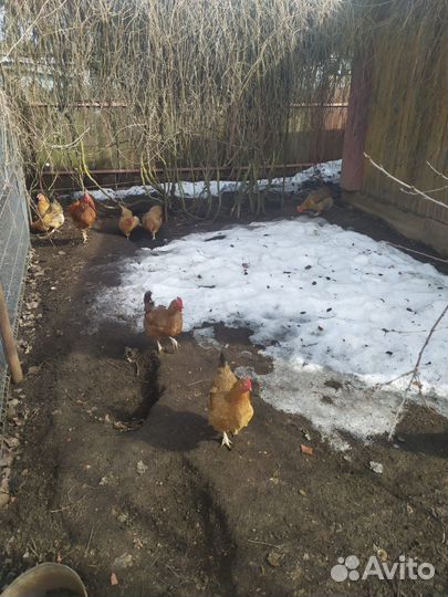 Яйцо инкубационное,цыплята кучинские-юбилейные