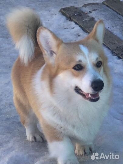 Вельш корги пемброк