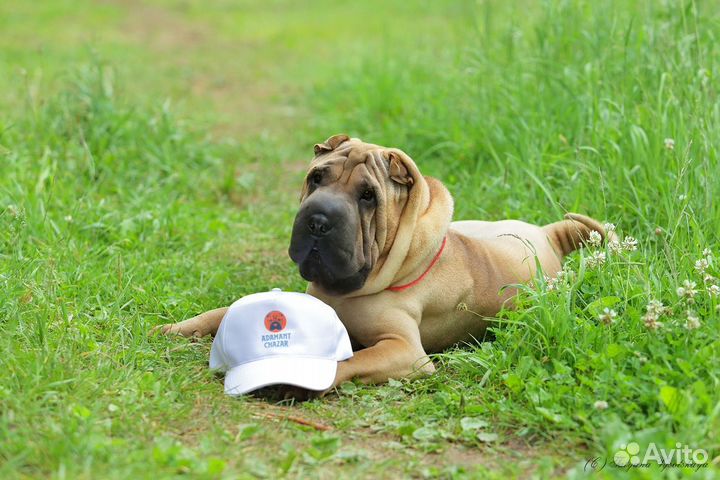 Шарпей для вязки