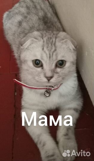 Шотландские котята