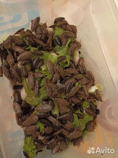 Мраморные тараканы