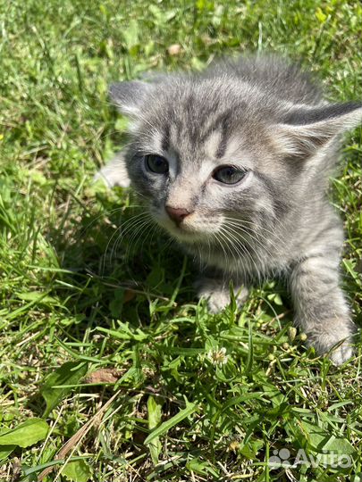 Кот