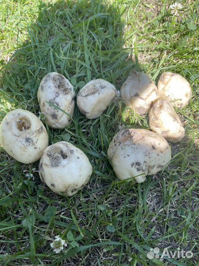 Луковицы рябчика императорского