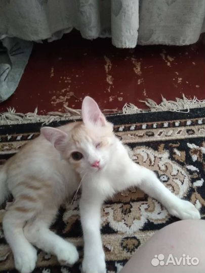 Отдам в очень добрые руки