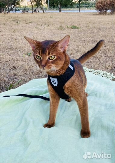 Вязка с абиссинским котом