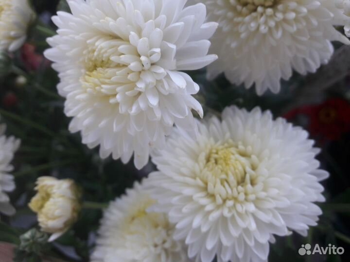 Хризантема белая