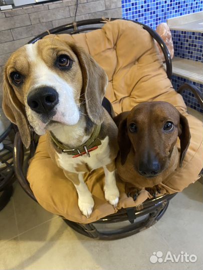 Вязка Бигль девочка