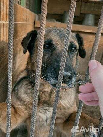 Собака ждет хозяина