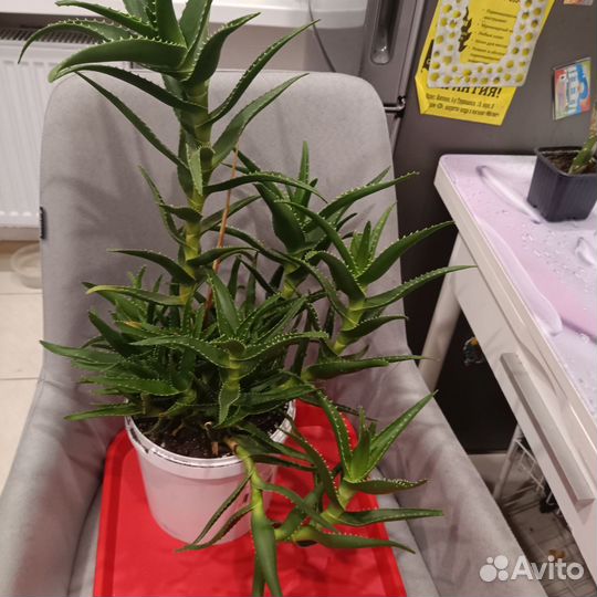 Отдам цветы