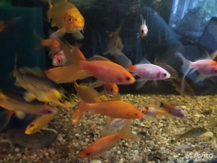 Рыба для пруда