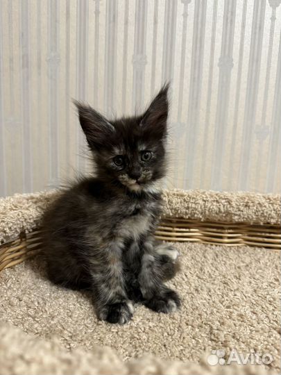 Мейн кун котята