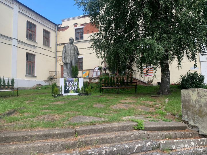 Туя смарагд