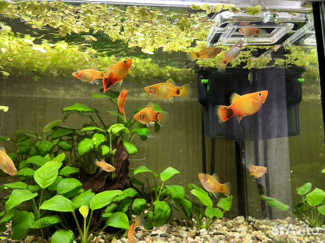 Аквариумные рыбки пецилии купить в Балашихе | Животные и зоотовары | Авито