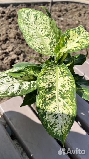 Диффенбахия Марс