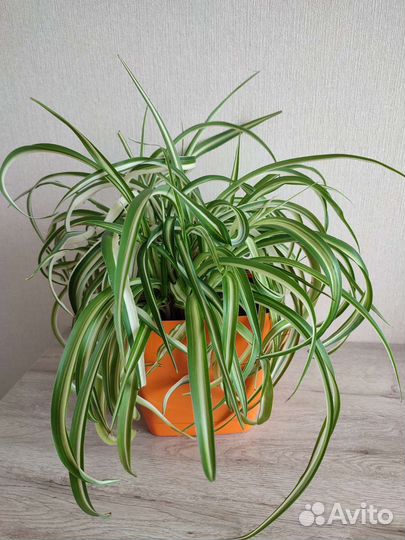 Хлорофитум хохлатый