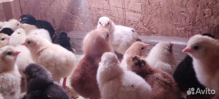 Цыплята суточные несушки
