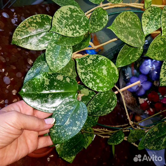 Хойя, более 50 сортов