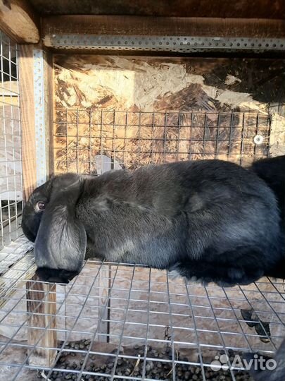 Кролики породы французский баран