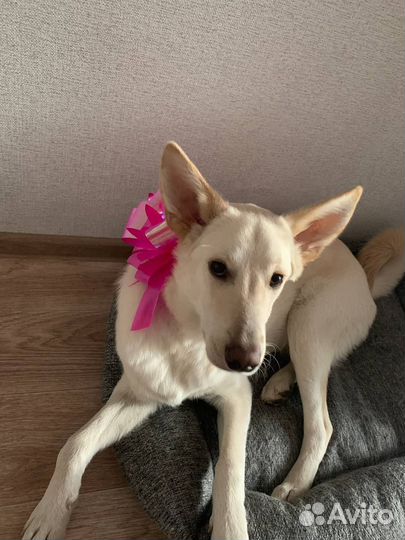 Собака в добрые руки