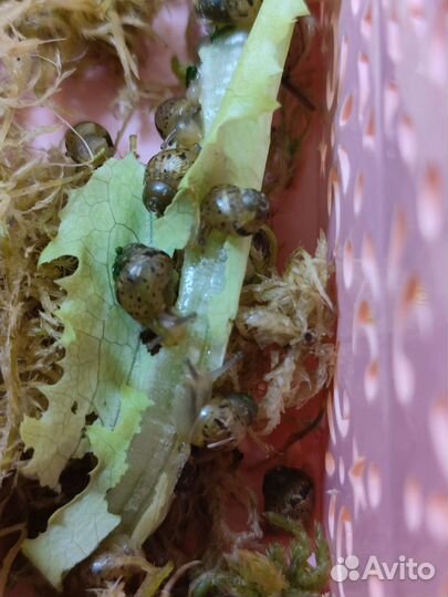 Улитки ахатины малыши