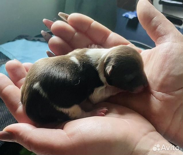 Йорки-биверы