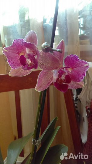 Орхидея бабочка