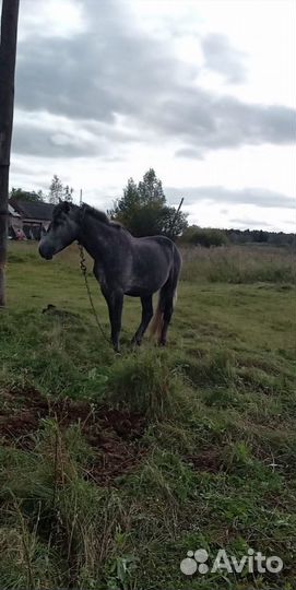 Продам быка