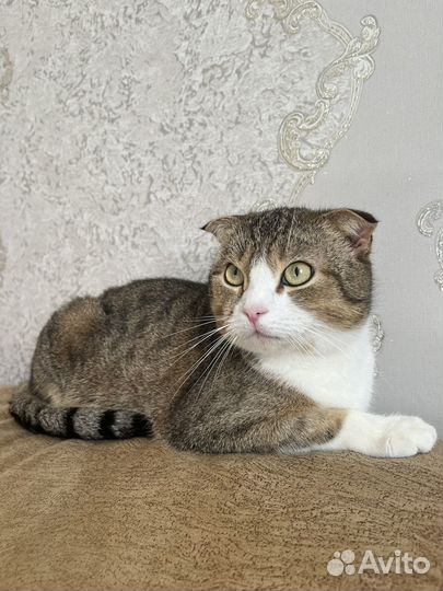 Шотландская вислоухая (кот)