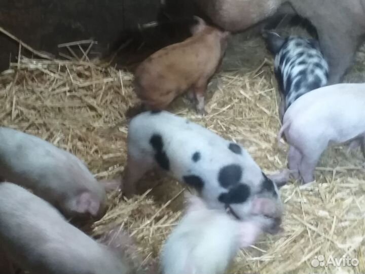 Продаю поросят