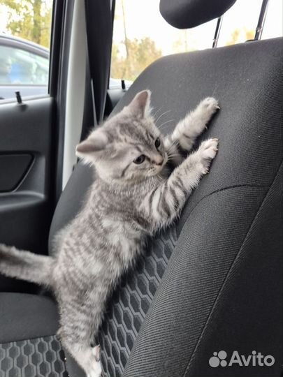 Сибирские котята