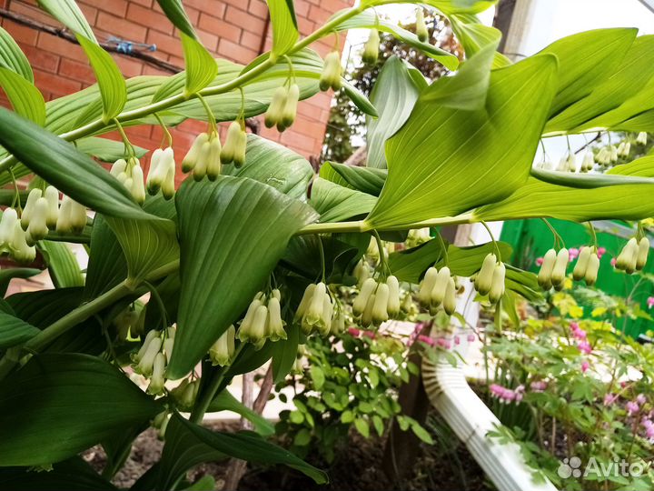 Флоксы многолетние, Купена соломонова печать