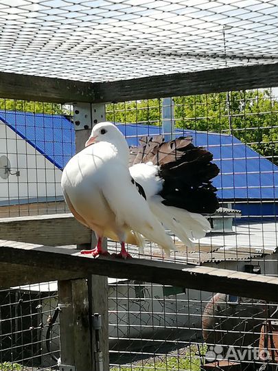 Бойные голуби, павлины