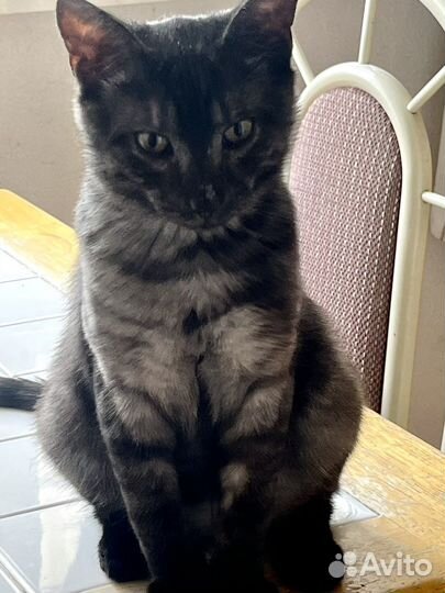 Котенок бархатный