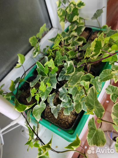 Фикусы коллизии традесканции